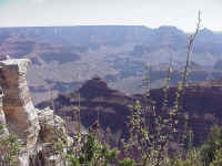 Grand Canyon.JPG (65755 bytes)