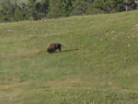 Buffalo_Wind_Cave_NP.JPG (39524 bytes)