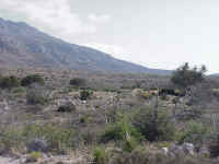 Guadalupe_Mtns_2.JPG (59296 bytes)